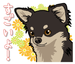Chihuahua's everyday sticker #12599493