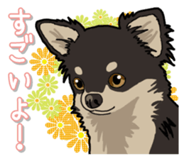 Chihuahua's everyday sticker #12599493