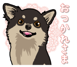 Chihuahua's everyday sticker #12599494