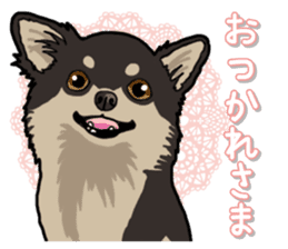 Chihuahua's everyday sticker #12599494