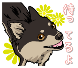 Chihuahua's everyday sticker #12599495