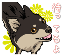 Chihuahua's everyday sticker #12599495