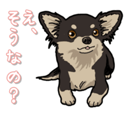 Chihuahua's everyday sticker #12599496