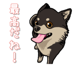 Chihuahua's everyday sticker #12599497
