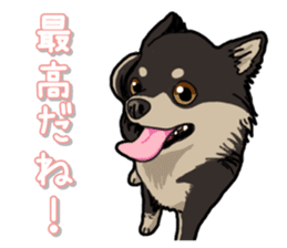Chihuahua's everyday sticker #12599497