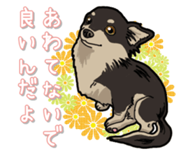 Chihuahua's everyday sticker #12599498