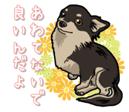 Chihuahua's everyday sticker #12599498