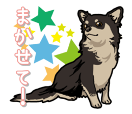 Chihuahua's everyday sticker #12599499