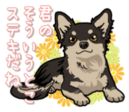 Chihuahua's everyday sticker #12599500