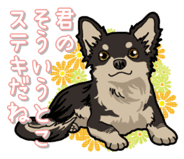 Chihuahua's everyday sticker #12599500