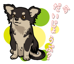 Chihuahua's everyday sticker #12599501