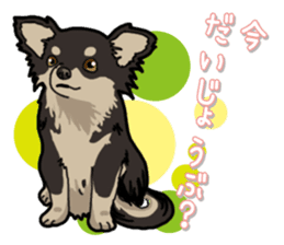 Chihuahua's everyday sticker #12599501