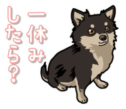 Chihuahua's everyday sticker #12599502