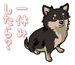 Chihuahua's everyday sticker #12599502