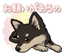 Chihuahua's everyday sticker #12599504