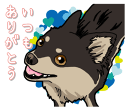Chihuahua's everyday sticker #12599505