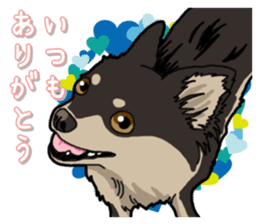 Chihuahua's everyday sticker #12599505