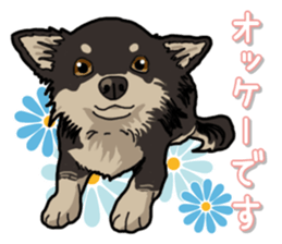 Chihuahua's everyday sticker #12599506