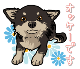 Chihuahua's everyday sticker #12599506