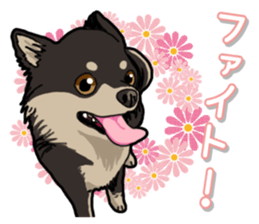 Chihuahua's everyday sticker #12599507