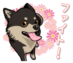 Chihuahua's everyday sticker #12599507