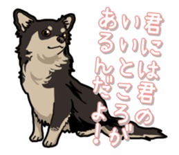 Chihuahua's everyday sticker #12599509