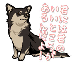 Chihuahua's everyday sticker #12599509