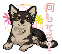 Chihuahua's everyday sticker #12599510