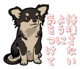 Chihuahua's everyday sticker #12599511