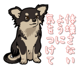 Chihuahua's everyday sticker #12599511