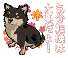 Chihuahua's everyday sticker #12599512