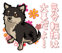 Chihuahua's everyday sticker #12599512