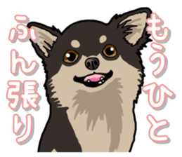 Chihuahua's everyday sticker #12599513
