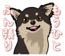 Chihuahua's everyday sticker #12599513