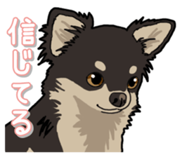 Chihuahua's everyday sticker #12599515