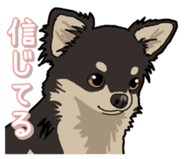 Chihuahua's everyday sticker #12599515