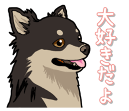 Chihuahua's everyday sticker #12599516