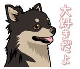 Chihuahua's everyday sticker #12599516