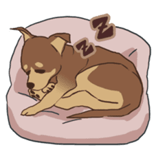 Droopy-eyed Chihuahua and cat sticker #12600120