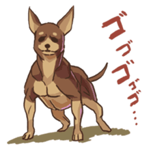 Droopy-eyed Chihuahua and cat sticker #12600127