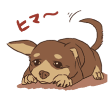 Droopy-eyed Chihuahua and cat sticker #12600128