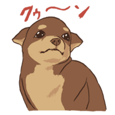 Droopy-eyed Chihuahua and cat sticker #12600132