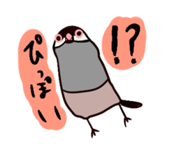Java sparrow love sticker #12605055
