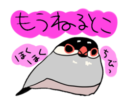 Java sparrow love sticker #12605072