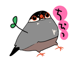 Java sparrow love sticker #12605073