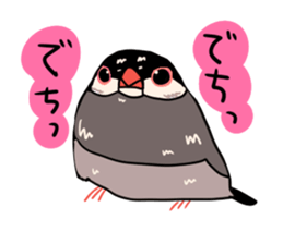 Java sparrow love sticker #12605074