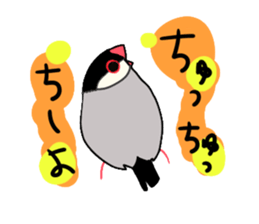 Java sparrow love sticker #12605077