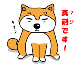 Honwaka Shiba Inu sticker #12608421