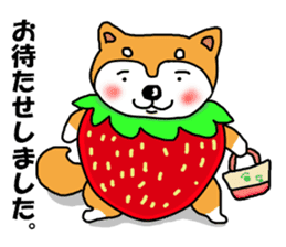 Honwaka Shiba Inu sticker #12608444