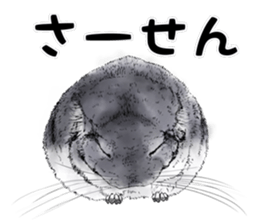 Emotional Chinchilla sticker #12627754